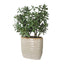Uttermost Accessories Crassula Jade Accent House of Isabella UK