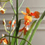 Uttermost Accessories Dancing Orchid In Glass Vase House of Isabella UK