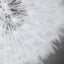 Uttermost Accessories Dandelion Seedhead Framed Print House of Isabella UK