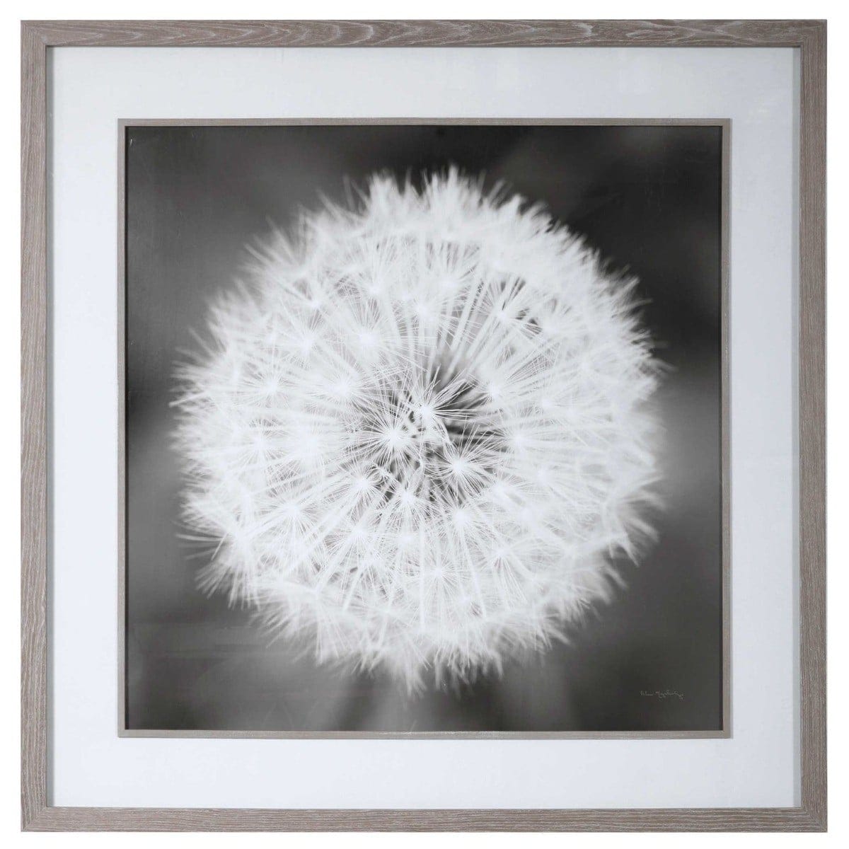 Uttermost Accessories Dandelion Seedhead Framed Print House of Isabella UK