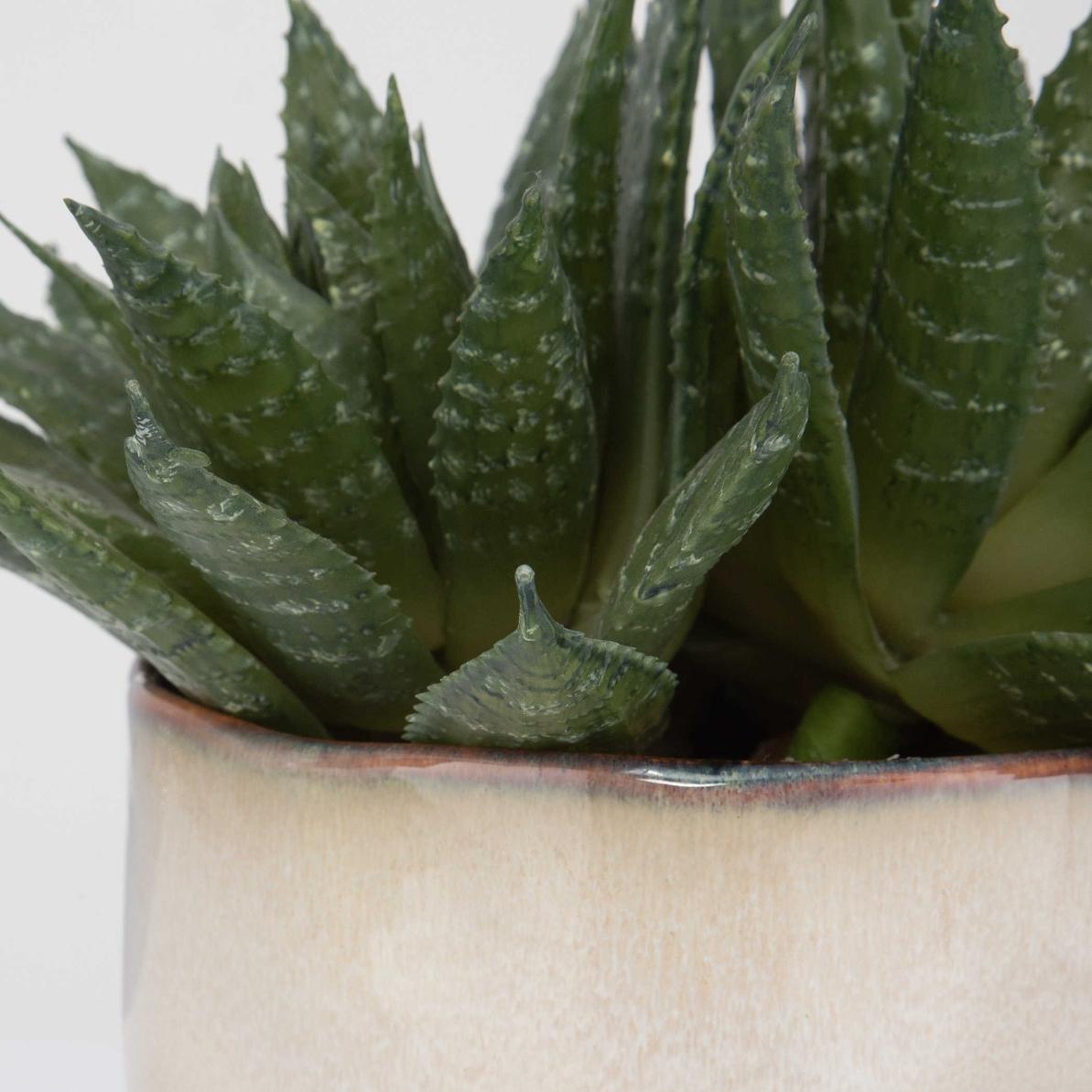 Uttermost Accessories Doha Succulent Accent House of Isabella UK