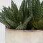 Uttermost Accessories Doha Succulent Accent House of Isabella UK