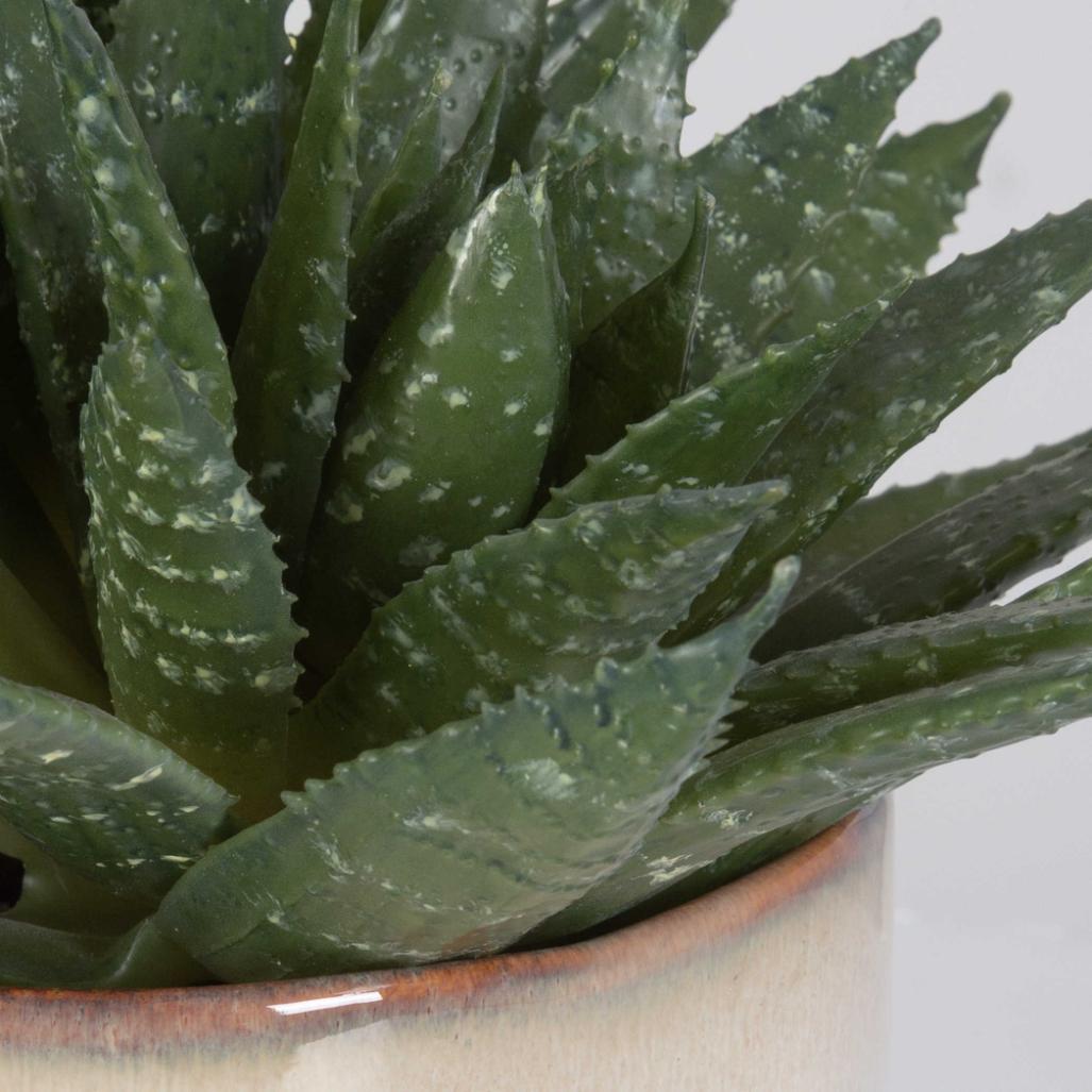 Uttermost Accessories Doha Succulent Accent House of Isabella UK
