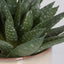 Uttermost Accessories Doha Succulent Accent House of Isabella UK