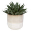 Uttermost Accessories Doha Succulent Accent House of Isabella UK