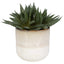Uttermost Accessories Doha Succulent Accent House of Isabella UK