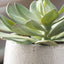 Uttermost Accessories Dudleya Gray Outdoor Succulent House of Isabella UK