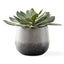 Uttermost Accessories Dudleya Gray Outdoor Succulent House of Isabella UK