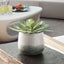 Uttermost Accessories Dudleya Gray Outdoor Succulent House of Isabella UK