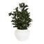 Uttermost Accessories Elena Olive Centerpiece House of Isabella UK