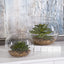 Uttermost Accessories Eloy Terrariums, S/2 House of Isabella UK