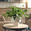 Uttermost Accessories Essence Eucalyptus Accent and Vase House of Isabella UK