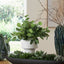 Uttermost Accessories Essence Eucalyptus Accent and Vase House of Isabella UK