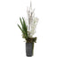 Uttermost Accessories Eterna Orchid Centerpiece and Vase House of Isabella UK