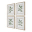 Uttermost Accessories Fiddle Head Leaf Botanical Prints Set of 4 House of Isabella UK