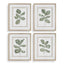 Uttermost Accessories Fiddle Head Leaf Botanical Prints Set of 4 House of Isabella UK