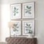 Uttermost Accessories Fiddle Head Leaf Botanical Prints Set of 4 House of Isabella UK
