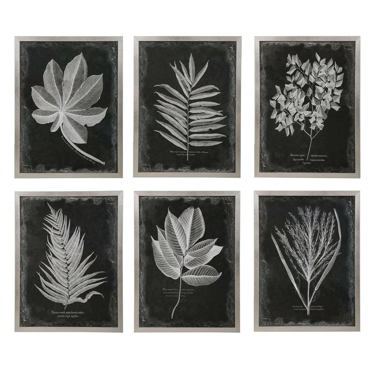 Foliage Framed Prints, S/6.