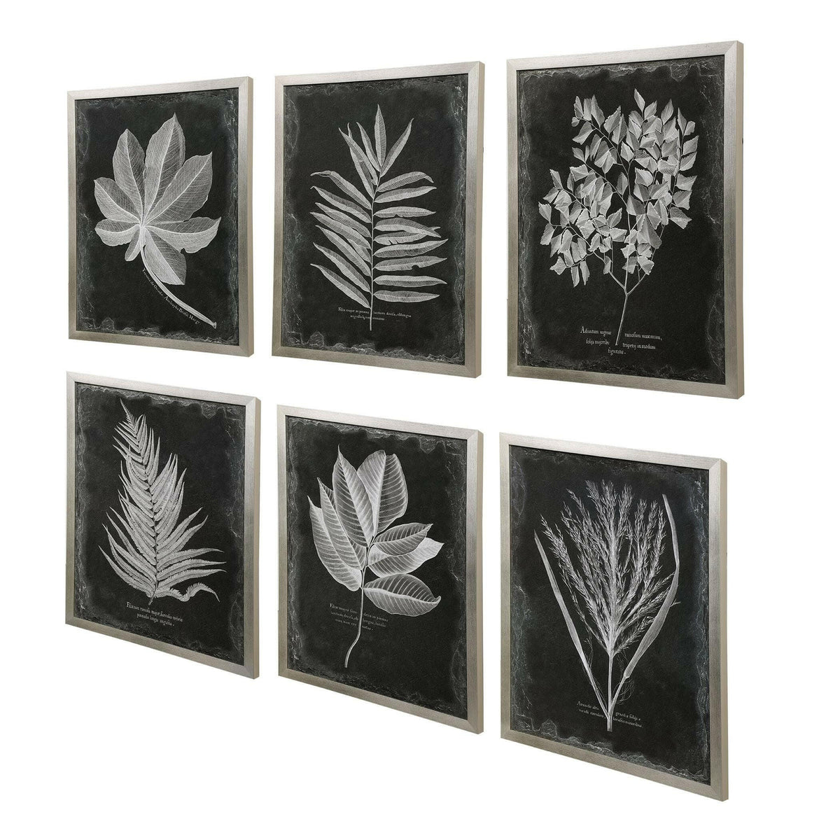 Foliage Framed Prints, S/6.