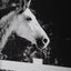 Uttermost Accessories Galloping Forward Equine Prints - Set of 3 House of Isabella UK
