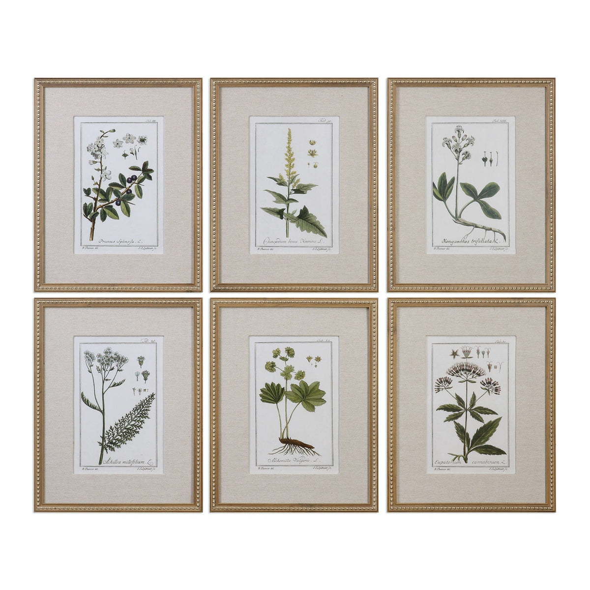 Uttermost Accessories Green Floral Botanical Study Prints S/6 House of Isabella UK