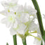 Uttermost Accessories Lacey Daffodil Accent House of Isabella UK