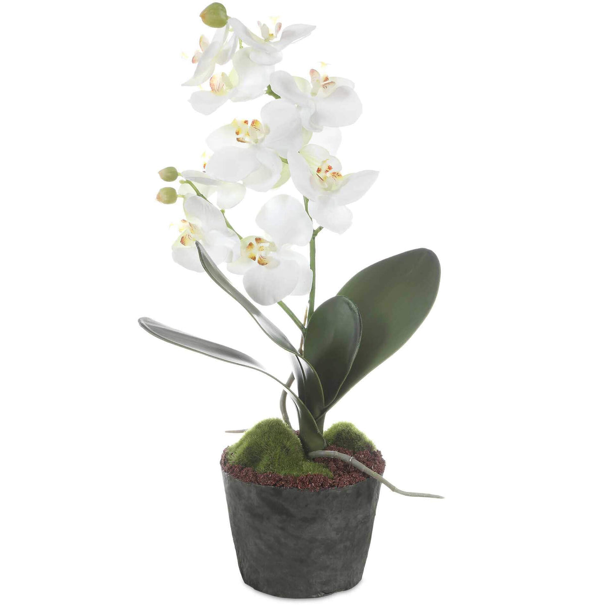Uttermost Accessories Laris Orchid Drop-In House of Isabella UK