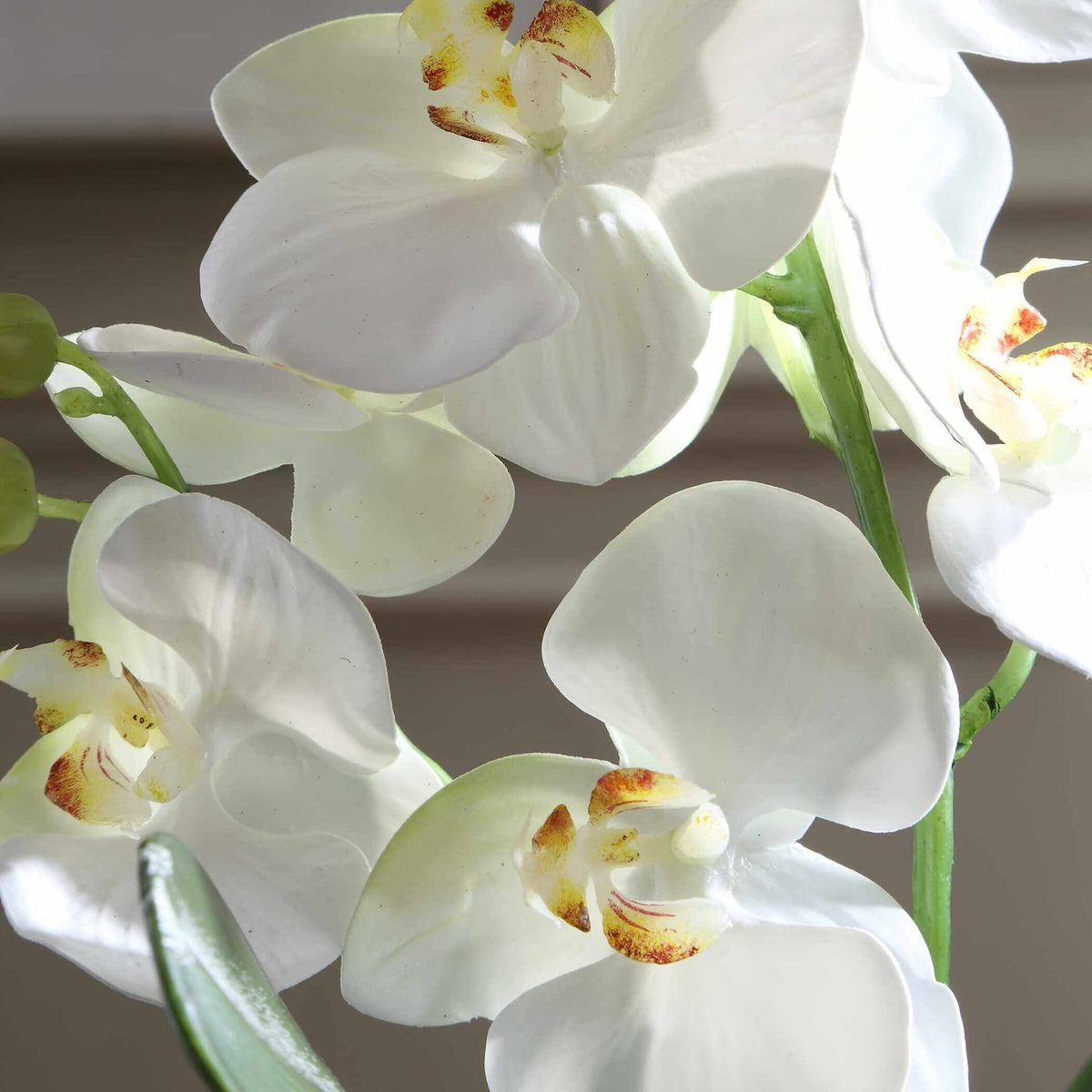 Uttermost Accessories Laris Orchid Drop-In House of Isabella UK