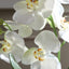 Uttermost Accessories Laris Orchid Drop-In House of Isabella UK