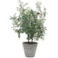 Uttermost Accessories Marisol Potted Olive Plant House of Isabella UK