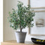 Uttermost Accessories Marisol Potted Olive Plant House of Isabella UK