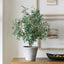 Uttermost Accessories Marisol Potted Olive Plant House of Isabella UK