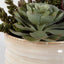 Uttermost Accessories Mesa Succulent Accent House of Isabella UK
