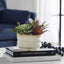 Uttermost Accessories Mesa Succulent Accent House of Isabella UK