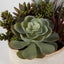 Uttermost Accessories Mesa Succulent Accent House of Isabella UK