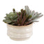 Uttermost Accessories Mesa Succulent Accent House of Isabella UK