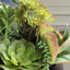 Uttermost Accessories Mico Indoor-Outdoor Succulent Centerpiece House of Isabella UK