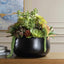 Uttermost Accessories Mico Indoor-Outdoor Succulent Centerpiece House of Isabella UK