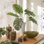 Uttermost Accessories Muse Monstera Centerpiece Vase in White House of Isabella UK