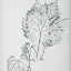 Uttermost Accessories Nature's Script Framed Botanical Prints Set of 9 House of Isabella UK