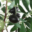 Uttermost Accessories Olea Potted Olive Tree House of Isabella UK