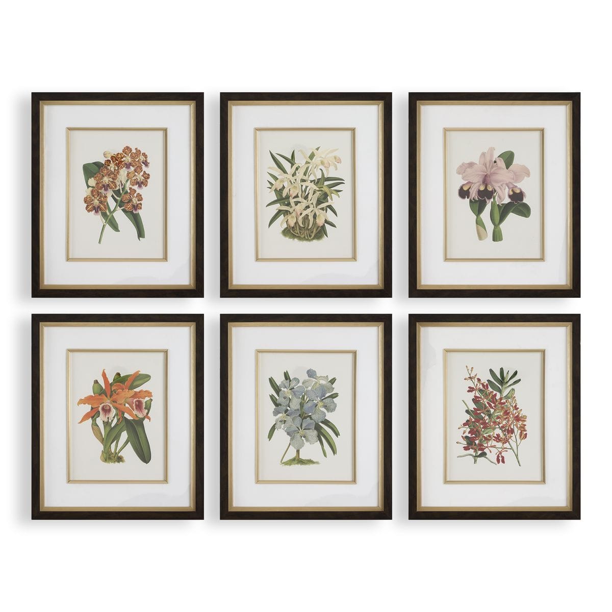 Uttermost Accessories Orchid Botanical Framed Prints Set of 6 House of Isabella UK