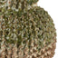 Uttermost Accessories Out of my Gourd Vase in Sage - Small House of Isabella UK