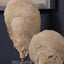Uttermost Accessories Oyster Shell Sculptures, Set of 2 House of Isabella UK