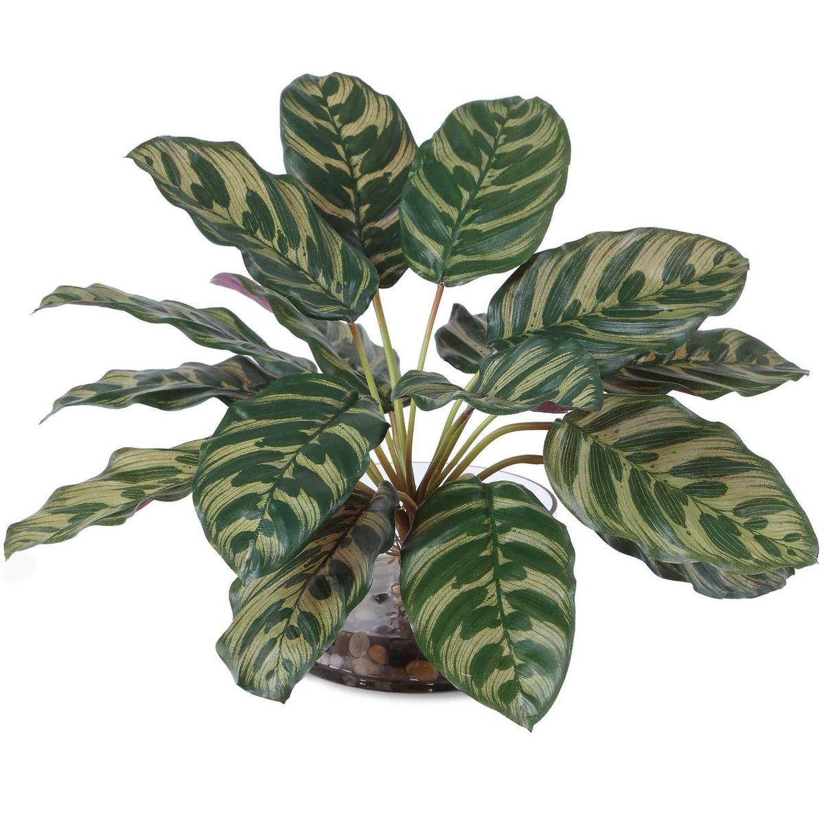 Uttermost Accessories Peacock Plant Accent House of Isabella UK