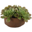 Uttermost Accessories Sable Succulent Accent In Pot House of Isabella UK