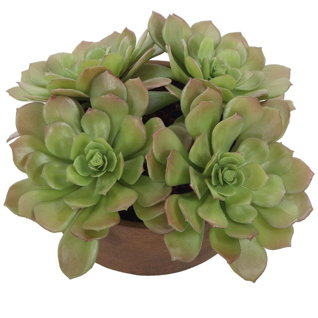 Uttermost Accessories Sable Succulent Accent In Pot House of Isabella UK