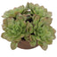 Uttermost Accessories Sable Succulent Accent In Pot House of Isabella UK