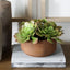 Uttermost Accessories Sable Succulent Accent In Pot House of Isabella UK