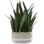 Uttermost Accessories Sansera Snake Accent Plant House of Isabella UK